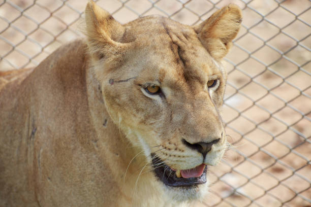 istock The female lion. 801201386