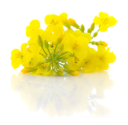 Mustard Flower blossom, Canola or Oilseed Rapeseed, close up , isolated on white background.
