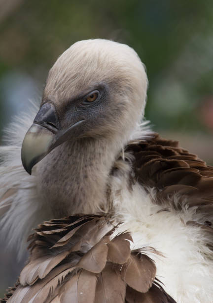 istock Head of Griffon Vulture 801203812