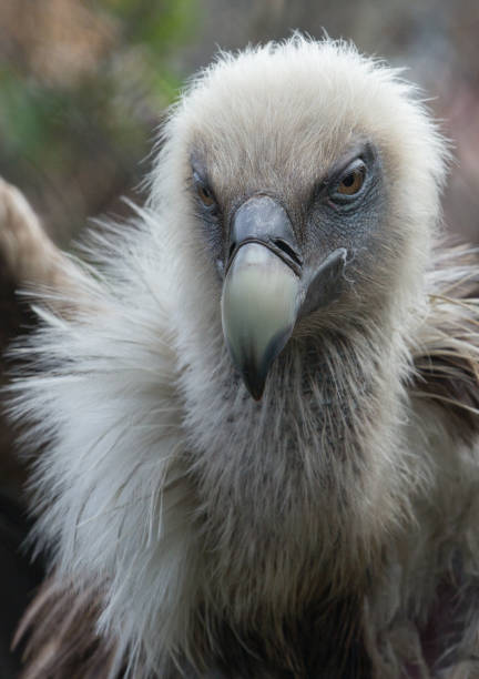 istock Head of Griffon Vulture 801203850