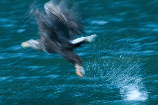 seeadler einen fisch fangen - white tailed eagle sea eagle eagle sea stock-fotos und bilder