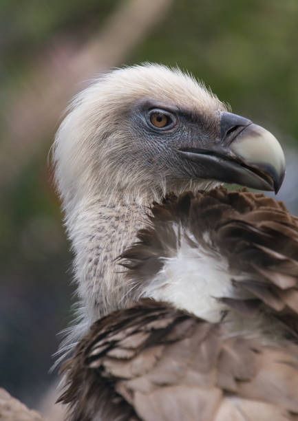 istock Head of Griffon Vulture 801204044