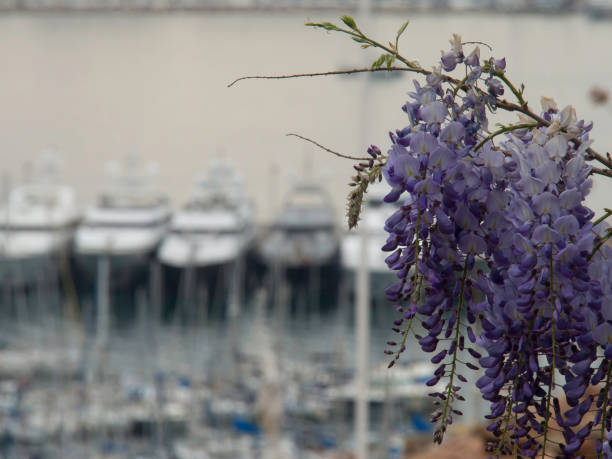 istock cannes in france 801222424