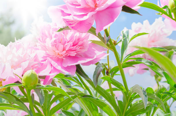istock Beautiful peonies in bright sun, summer flowers 801222456