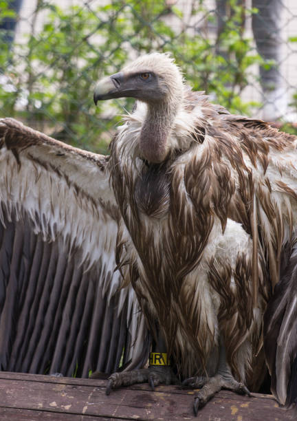 istock Side view of Griffon Vulture 801231086