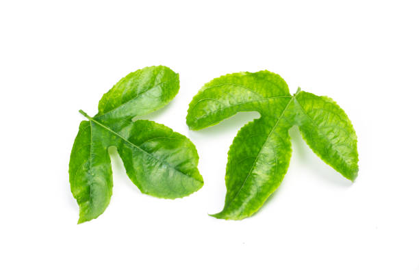 istock Green Leaves Passion Fruit close up macro shot set isolated on white background 801231140