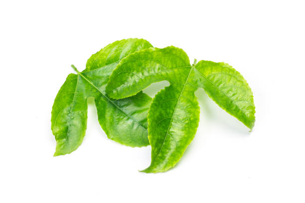 istock Green Leaves Passion Fruit close up macro shot set isolated on white background 801231202