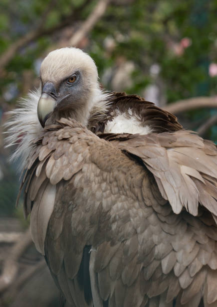 istock Plumage of Griffon Vulture 801231326