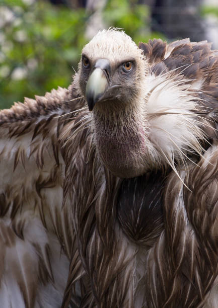 istock side view of Griffon Vulture 801231378