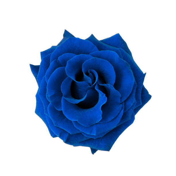 Blue rose isolated on white Blue rose head isolated on white background blue roses stock pictures, royalty-free photos & images