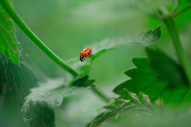 coccinelle sur feuille verte - ladybug insect leaf beetle photos et images de collection