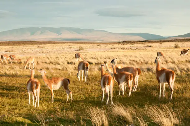 Guanacos - Torres Del Paine - Chile