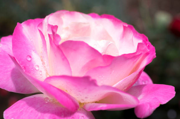 istock Roses Close-UP with water droplets 801239318