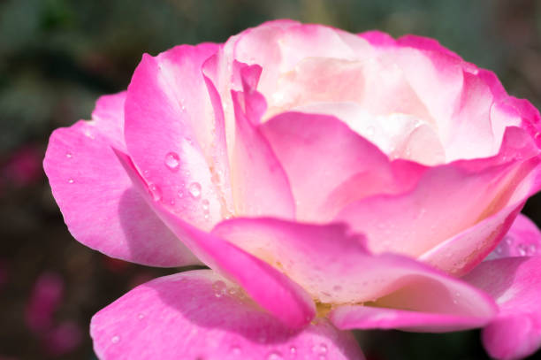 istock Roses Close-UP with water droplets 801239470