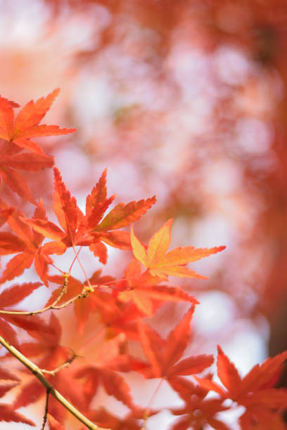 istock Vibrant Japanese Autumn Maple leaves with blurred background 801244530