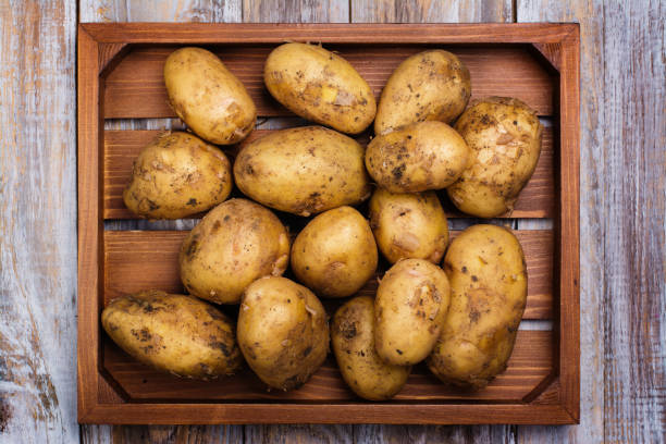 fresh young potatoes - young potatoes imagens e fotografias de stock