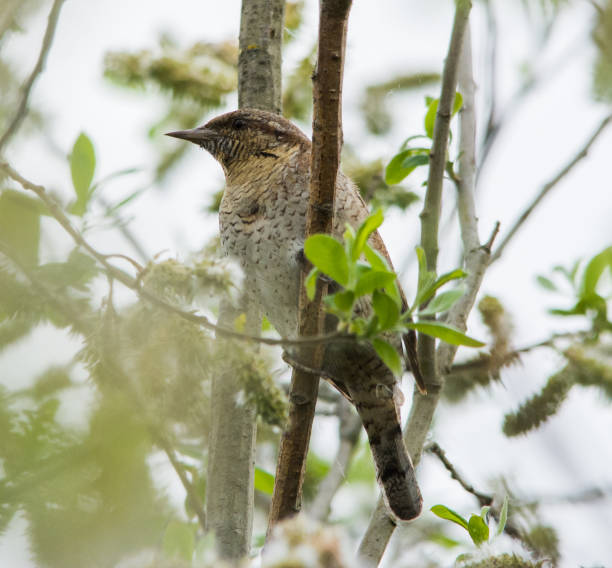Eurasian wryneck (Jynx torquilla) in branches of tree Eurasian wryneck (Jynx torquilla) in branches of tree eurasian-wryneck stock pictures, royalty-free photos & images