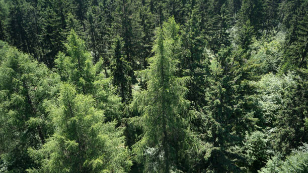 lärchenwald - larch tree foto e immagini stock