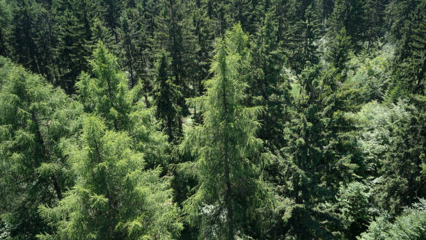 Lärchenwald Aerial view of a larch forest larch tree stock pictures, royalty-free photos & images