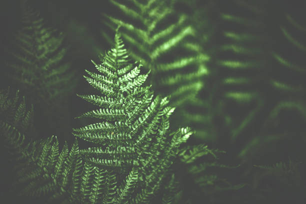 istock Green fern in dark light 801252588