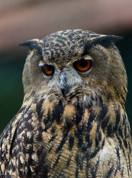Eurasian Eagle Owl (Bubo bubo) curious, portrait close up.