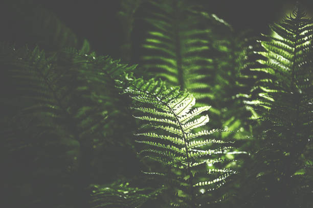 istock Green fern in dark light 801252684