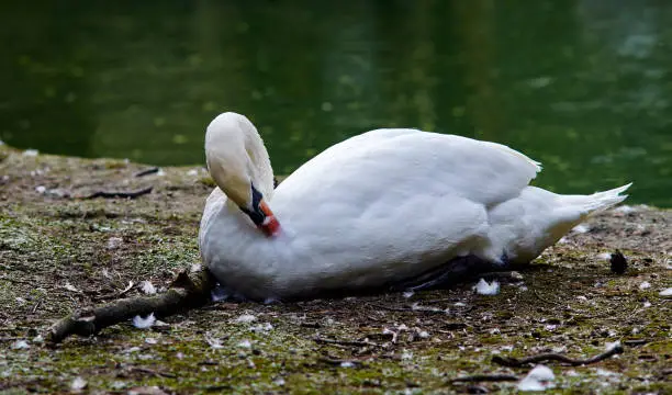 Mute swan (Cygnus olor) cleans feathers.