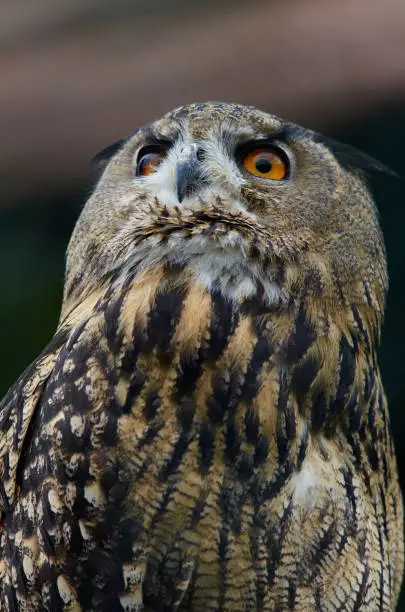 Portrait of Eurasian Eagle Owl (Bubo bubo) close up.