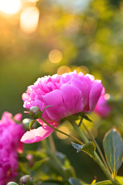 istock Blooming pink peony in the garden . 801255474