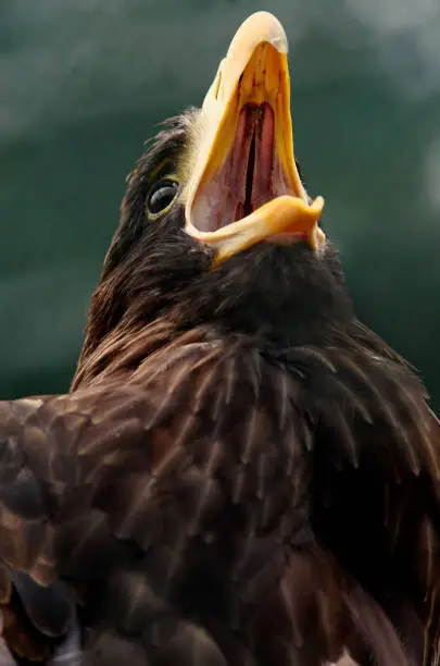 White tailed eagle (Haliaeetus albicilla) shouts, close up.