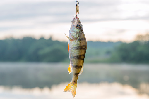 The caught fresh-water perch in the summer on a reservoir. Fish against the background of a rising sun