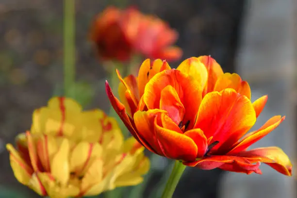 A large red-and-yellow bud of the tulip blossomed in the spring