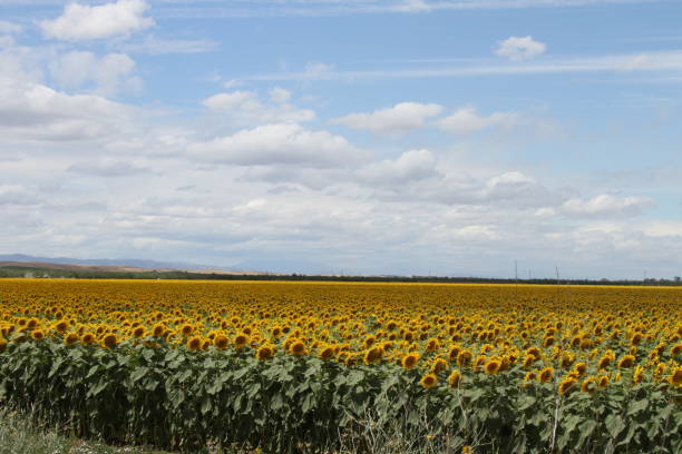 istock Sunflowers in the field 801257978