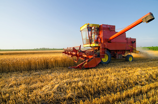 Harvester combine harvesting wheat on agricultural field on sunny summer day.