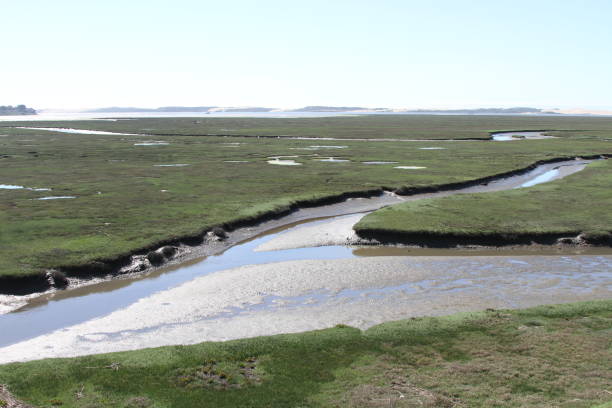 istock Marshes at Morro bay california 801261104