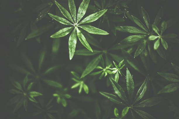 istock Green woodruff in dark 801261320