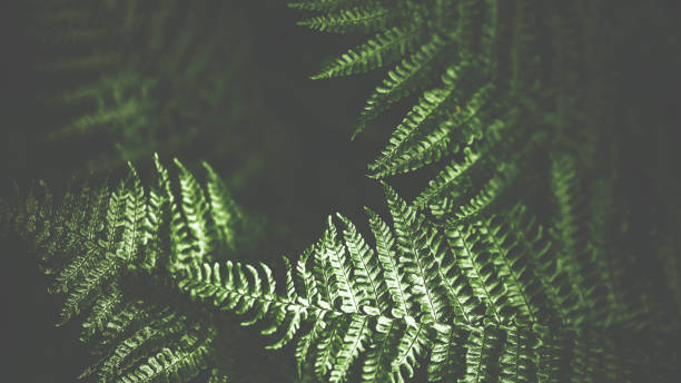 istock Green fern in dark light 801261538