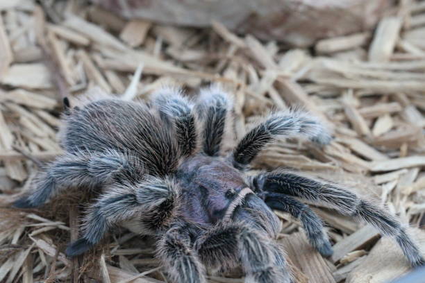 istock Tarantula in the wild 801261560