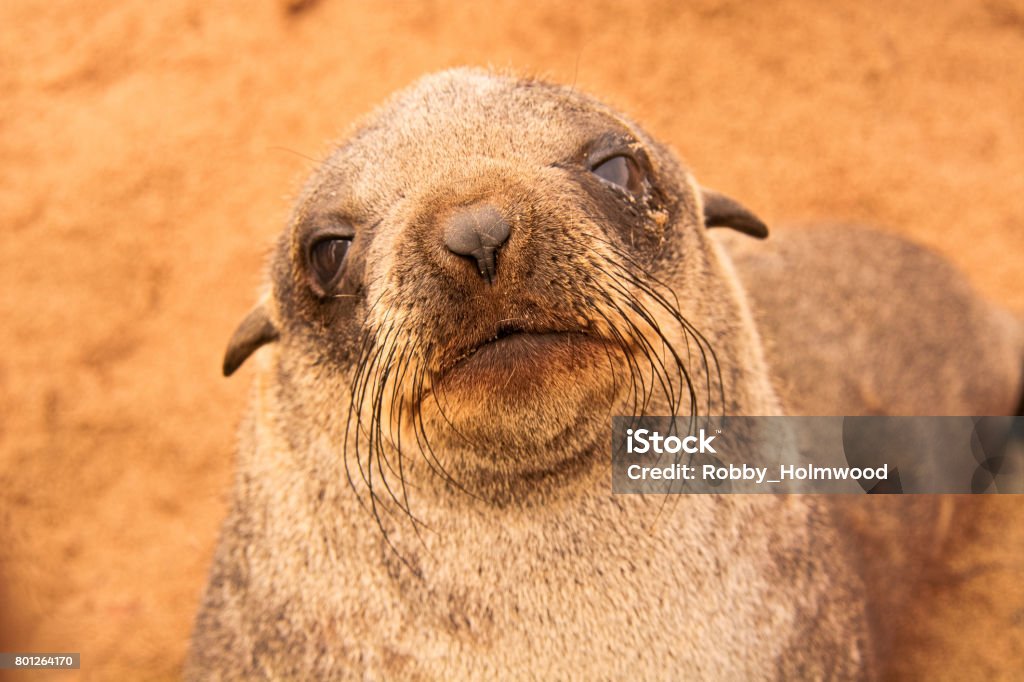 Cape Fur Seal Cape fur seal pup staring with intent curiosity at the camera Africa Stock Photo