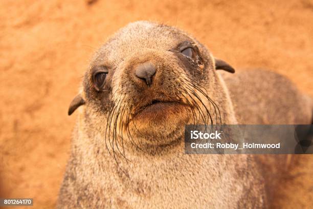 Cape Fur Seal Stock Photo - Download Image Now - Africa, Animal, Animal Wildlife