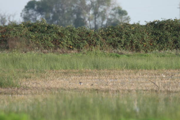 istock Sandhill cranes in nature 801264324