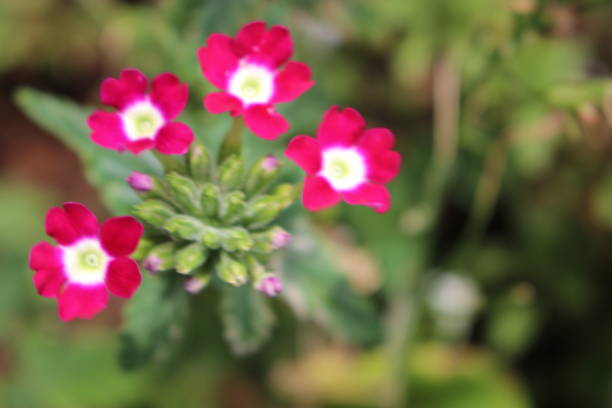 istock blurred dark pink flowers with buds, defocused background 801270206
