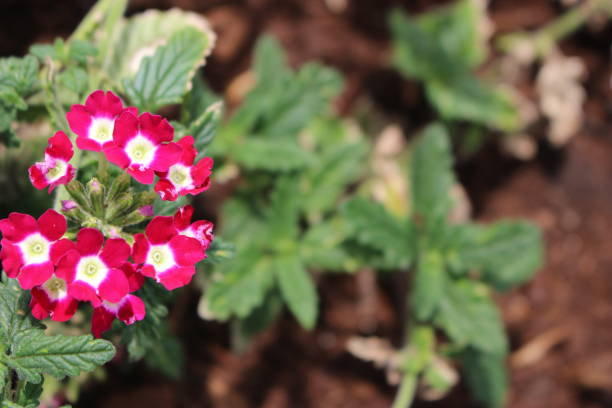 istock pink red flowers with white centers and leaves 801270214