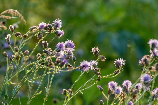 istock weed that has purple blossoms in the morning sun 801270892