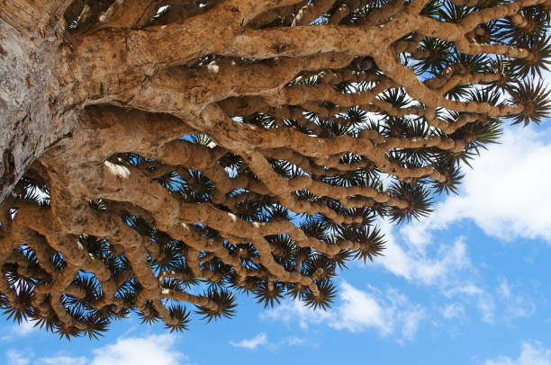 kuvapankkikuvat ja rojaltivapaat kuvat aiheesta socotra: dracaena cinnabarin, socotra-lohikäärmepuun tai lohikäärmeen veripuun oksien yksityiskohdat, saarelta endeeminen puu - socotra dragon tree