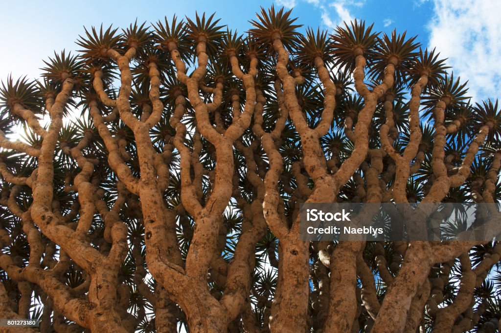 Socotra Detail Of The Branches Of The Dracaena Cinnabari The Socotra Dragon  Tree Or Dragon Blood Tree A Tree Endemic From The Island Stock Photo -  Download Image Now - iStock
