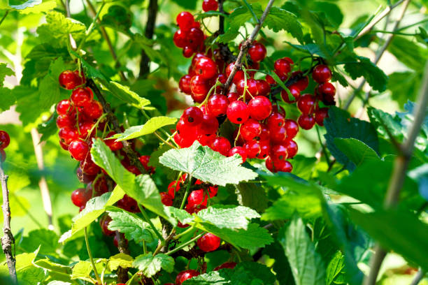 istock Fruits of red currants 801273914