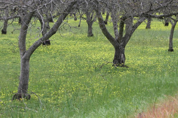 istock Wildlflowers in California 801278440