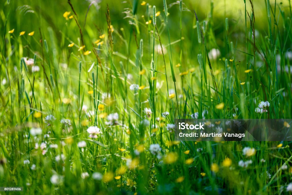 midsummer countryside meadow with flowers midsummer countryside meadow with flowers. abstract close up neutral background. white and yellow plants blooming Agricultural Field Stock Photo