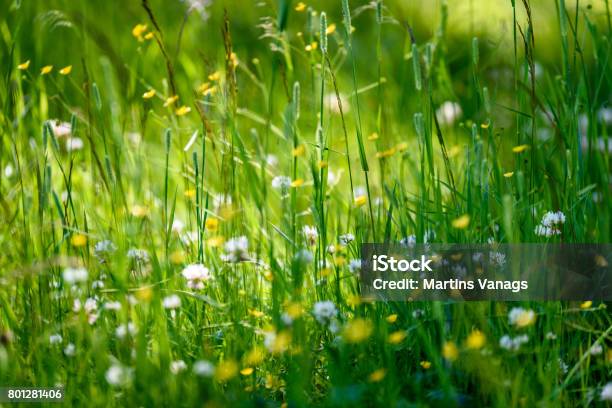 Midsummer Countryside Meadow With Flowers Stock Photo - Download Image Now - Agricultural Field, Agriculture, Bright